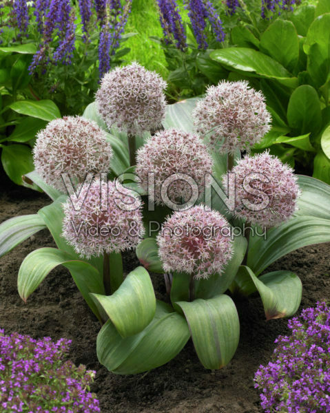 Аллиум каратавский